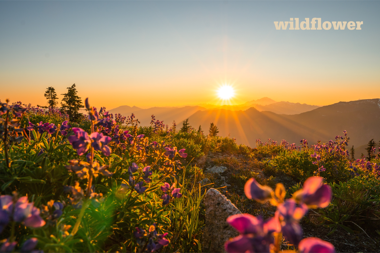 Wildflowers. Photo by Dustin Kuromiya-Parker.