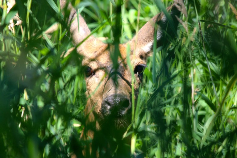 deer _ steigerwald_James Sheehan.jpg