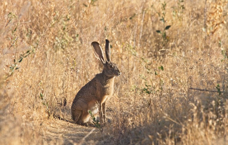 More wildlife