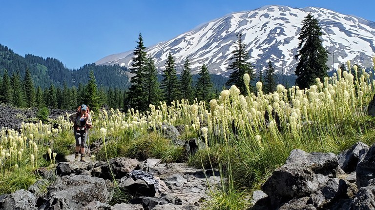 Hiker stands on rocky trail with beargrass blooming and Mount St. Helens in the background