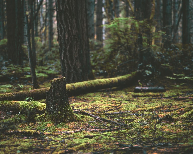 Green forest with mossy undergrowth