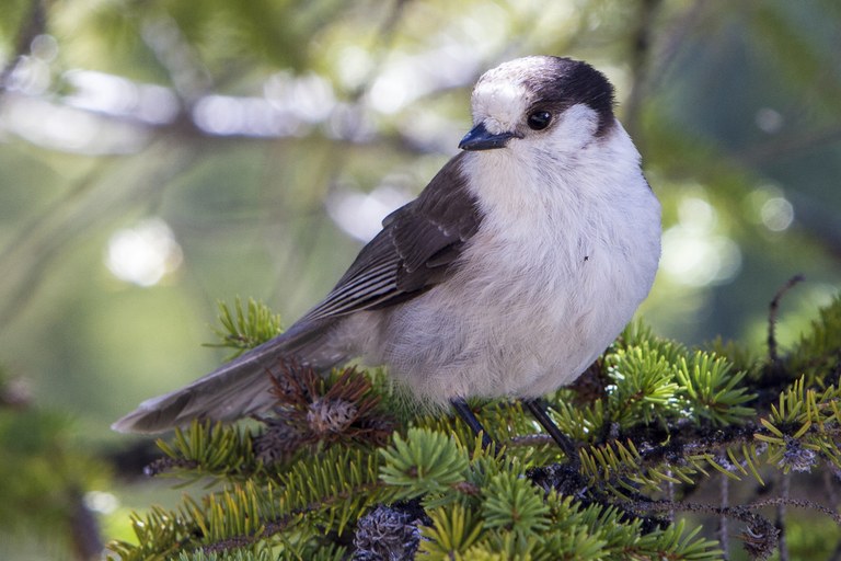 Photo by Dale Blair.