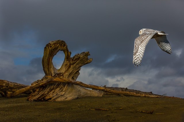 Photo by Svitlana Imnadze