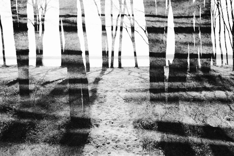 trees at beach
