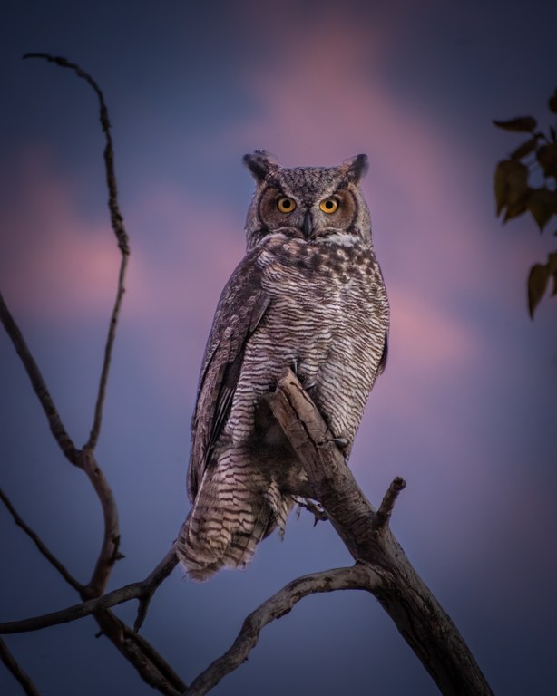 1st Place Flora and Fauna Owl sitting on tree branch at sunset