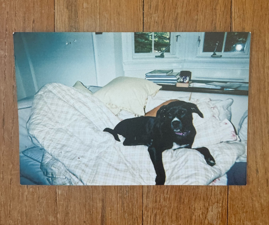 Early Photography by Victoria Obermeyer Photo of printed picture of black dog sitting on couch with blanket.