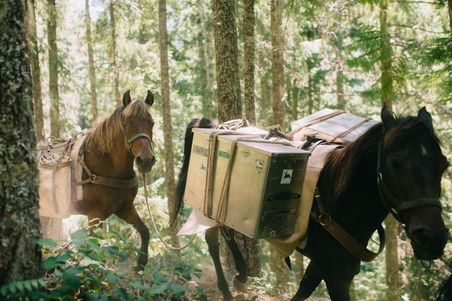 Pack horses carry gear and food to camp thanks to our friends with the Back Country Horsemen of Washington.
