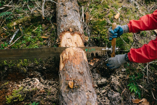 Sawing blowdown to be removed. Photo by Karen K. Wang.