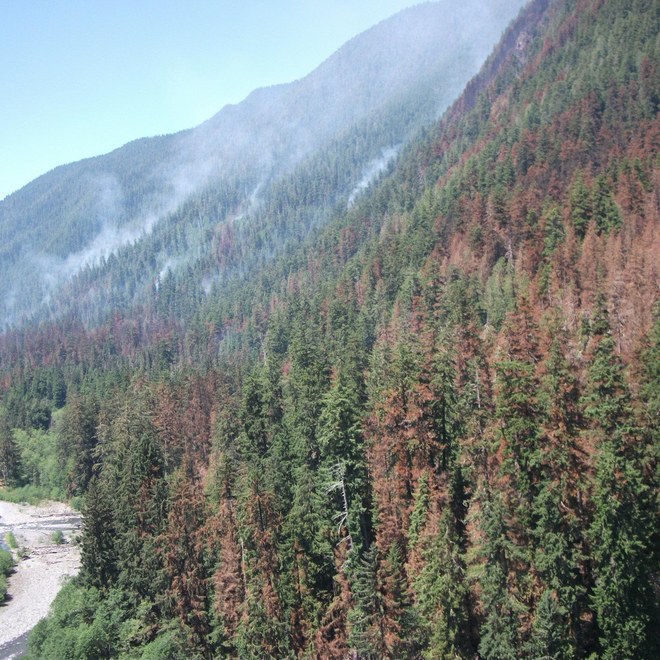 Paradise fire burning in the Queets Valley. Photo by InciWeb