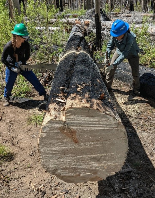 BCRT A crew leader and volunteer cut a fallen log using a crosscut on an Entiat BCRT.