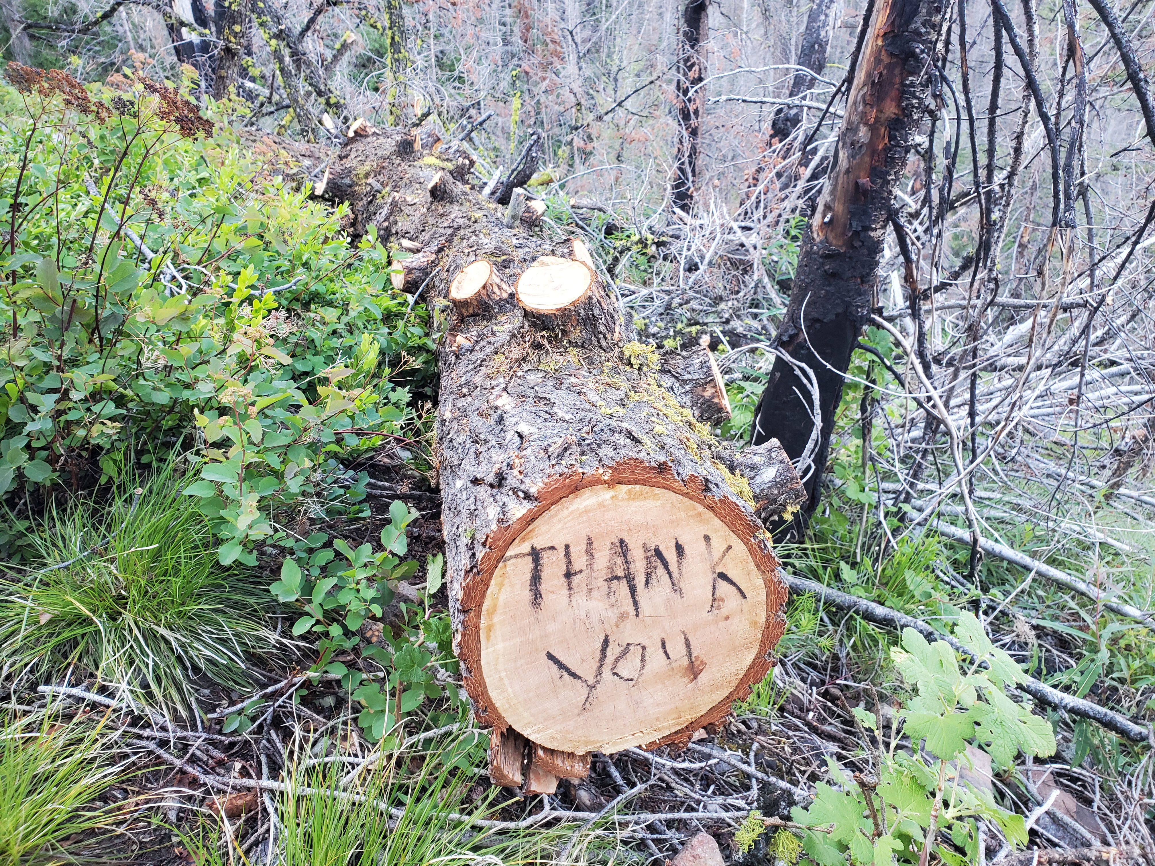 Backcountry hikers love running into our crews. Photo by Zachary Sklar "Thank you" is written with burned wood on a fresh crosscut log.
