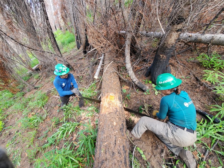 Two LTF crew members wield a crosscut saw with proficiency to cut a log
