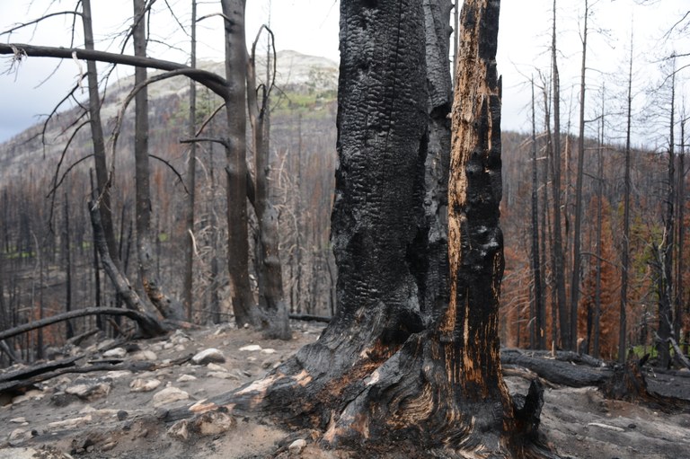 A recent burn zone along Andrew's Creek