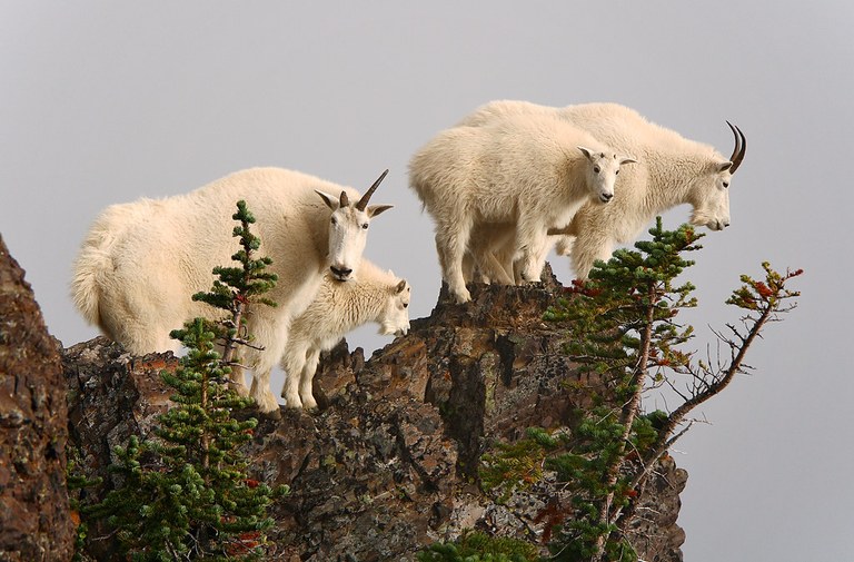 Mountain goats in the Olympic National Forest. Photo by Deborah Richardson. 2947860677_67e2d57e5c_b.jpg