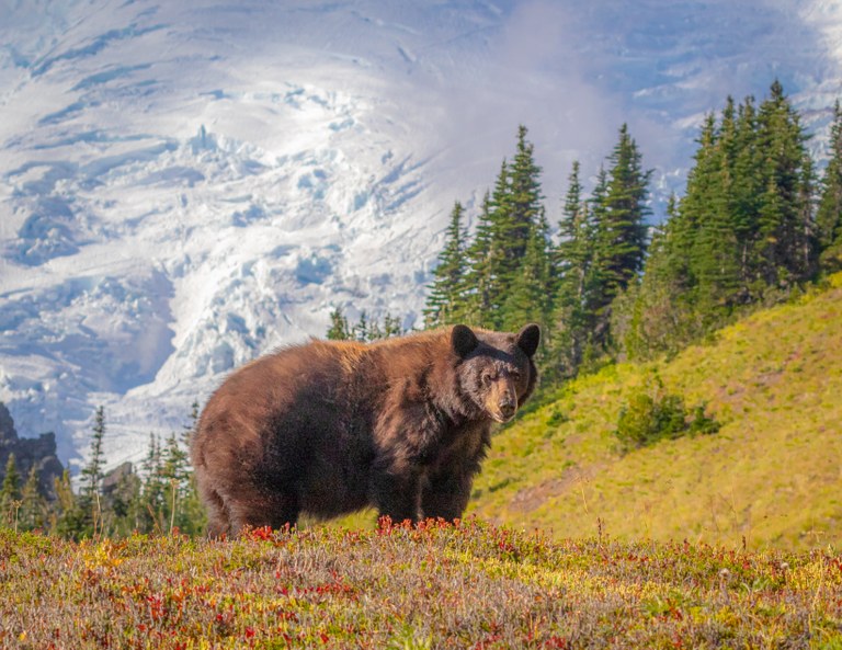 2nd Place Flora and Fauna Brown bear with mountain in background