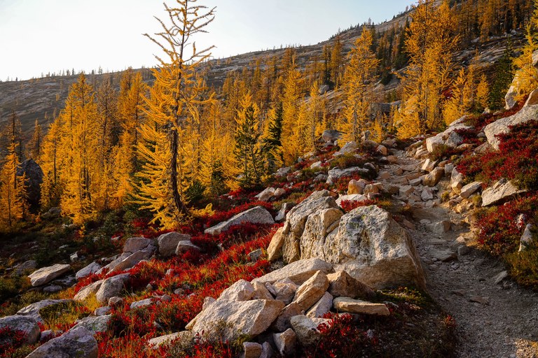 2nd Place Instagram larch trees on mountainside with trail