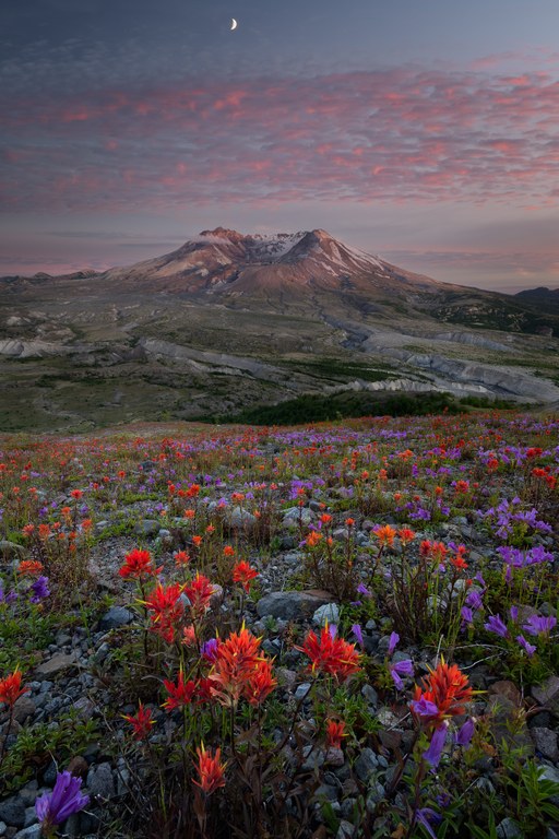 2nd Place Trailscapes mountain and wildflowers at sunrise