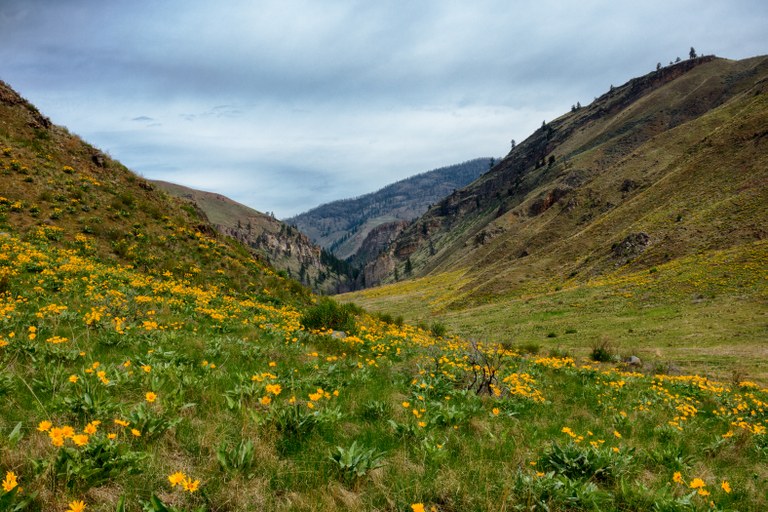 Yellow balsamroot flowering in a green meadow, with a trail in the center.