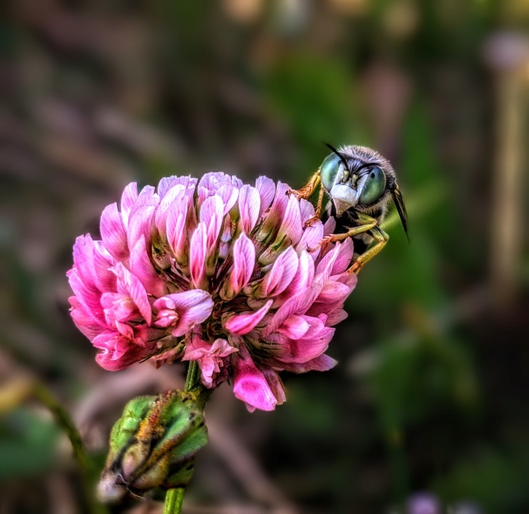 3rd Place Flora and Fauna insect on flower close up