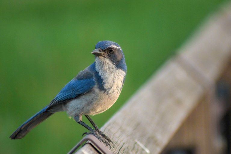 Photo by Ethan Nenadic blue bird sitting on fence