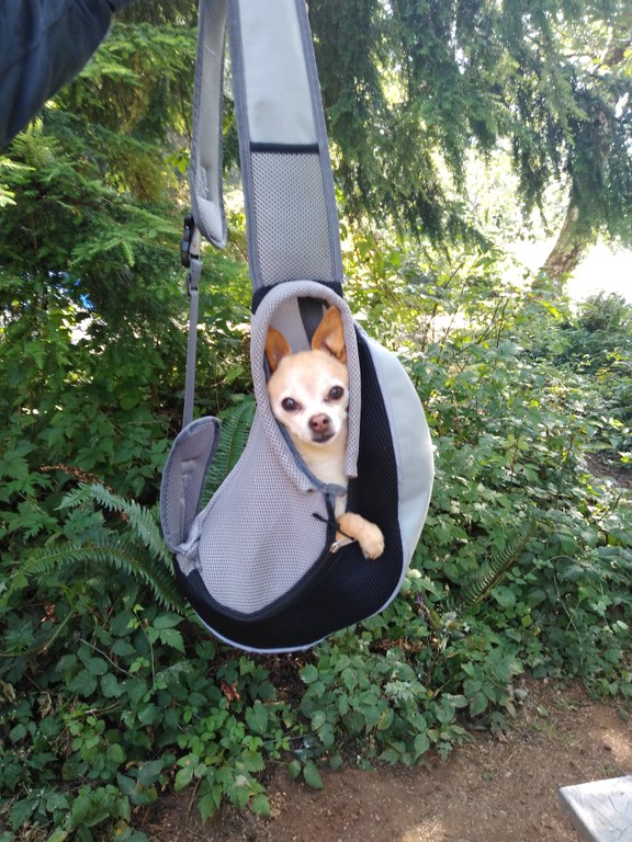 Elliot the dog in a backpack