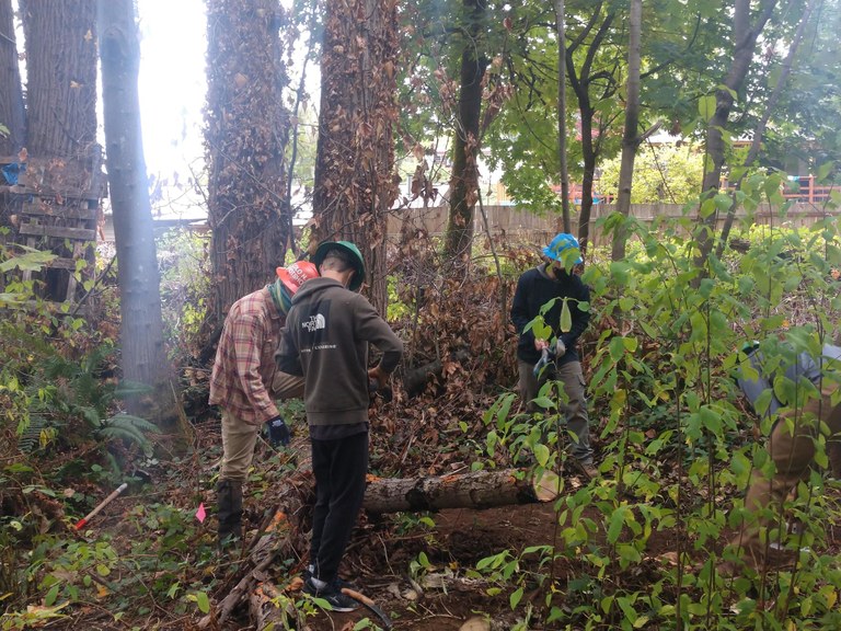 WTA work crew clearing forest in Glendale. Photo by David Kimmett (King County Parks).