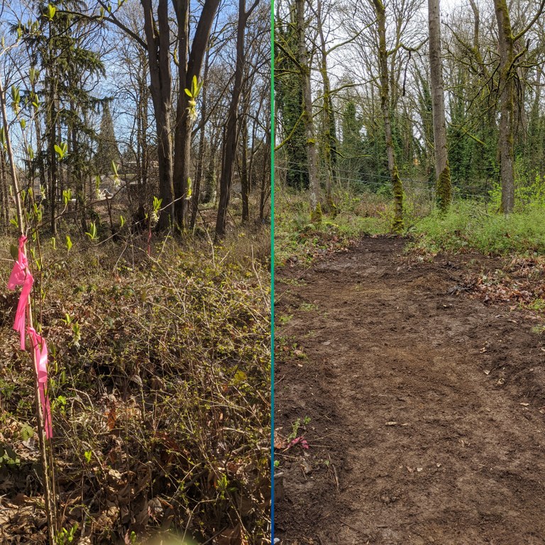 before and after of trail in forest before and after of trail in forest