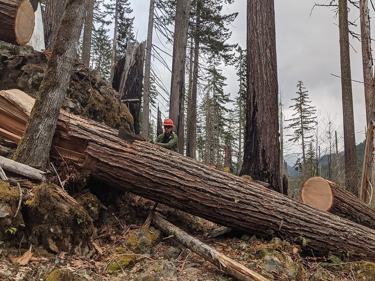 A volunteer begins sawing through a large fallen tree completely blocking the trail corridor.