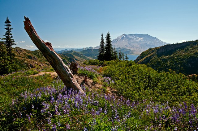 Mount St. Helens from below Bear Pass. Photo by Mark Heller.