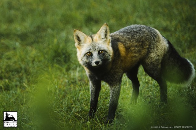 Mukul Soman's winning image in the 2014 Flora and Fauna category.