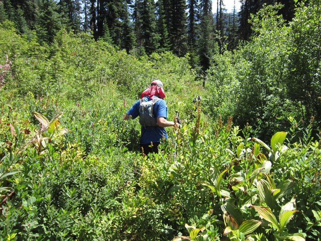 Ben navigates through thick brush. Photo by Luke Distelhorst.