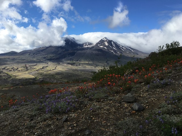 Wildflowers and a view of Mount St. Helens. Photo by Layla Farahbakhsh 