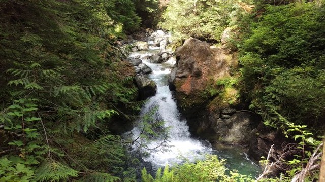 Maidenhair Falls by Peter Ellis.