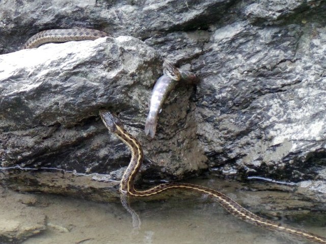 Snakes about to engage in battle over a lone fish. Photo by LZhang.