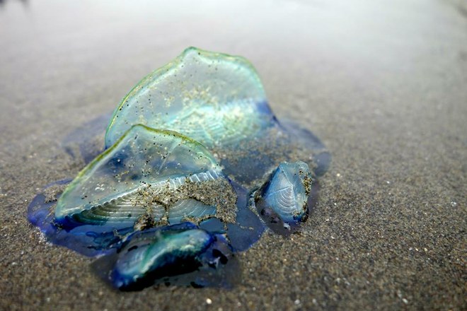 Velella velella up close. Photo and trip report by lildoppler. 