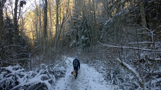 Tiger Mountain trails outside of Seattle are a great place to find winter hikes. Photo by kelley.