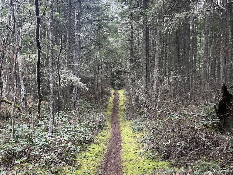 A trail lined by green moss goes through the forest in the Anacortes Community Forest Lands. Photo by trip reporter mdorman.
