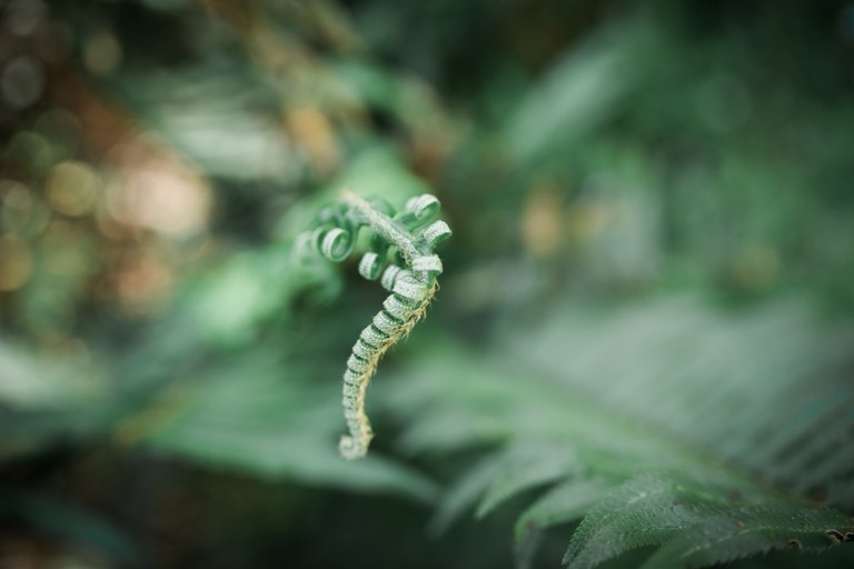 Fern unfurling Close up of a fern frond unfurling