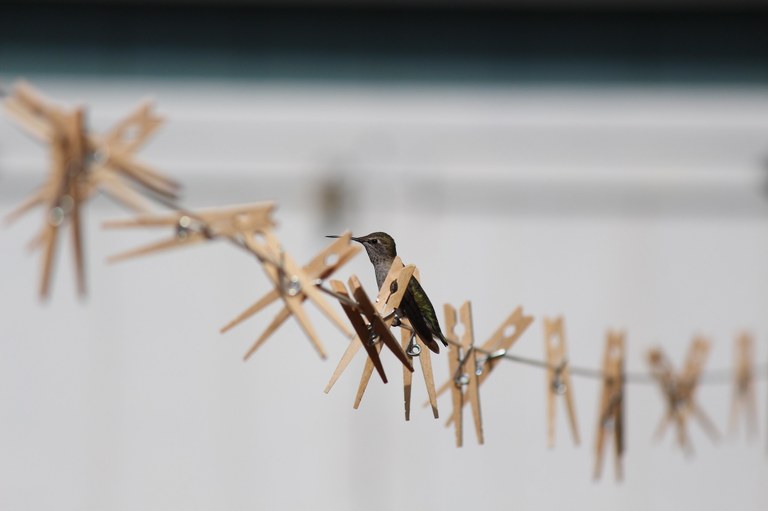 Anna hummingbird after her morning feed in Auburn. by jamie pearson.jpg Anna hummingbird by Jamie Pearson