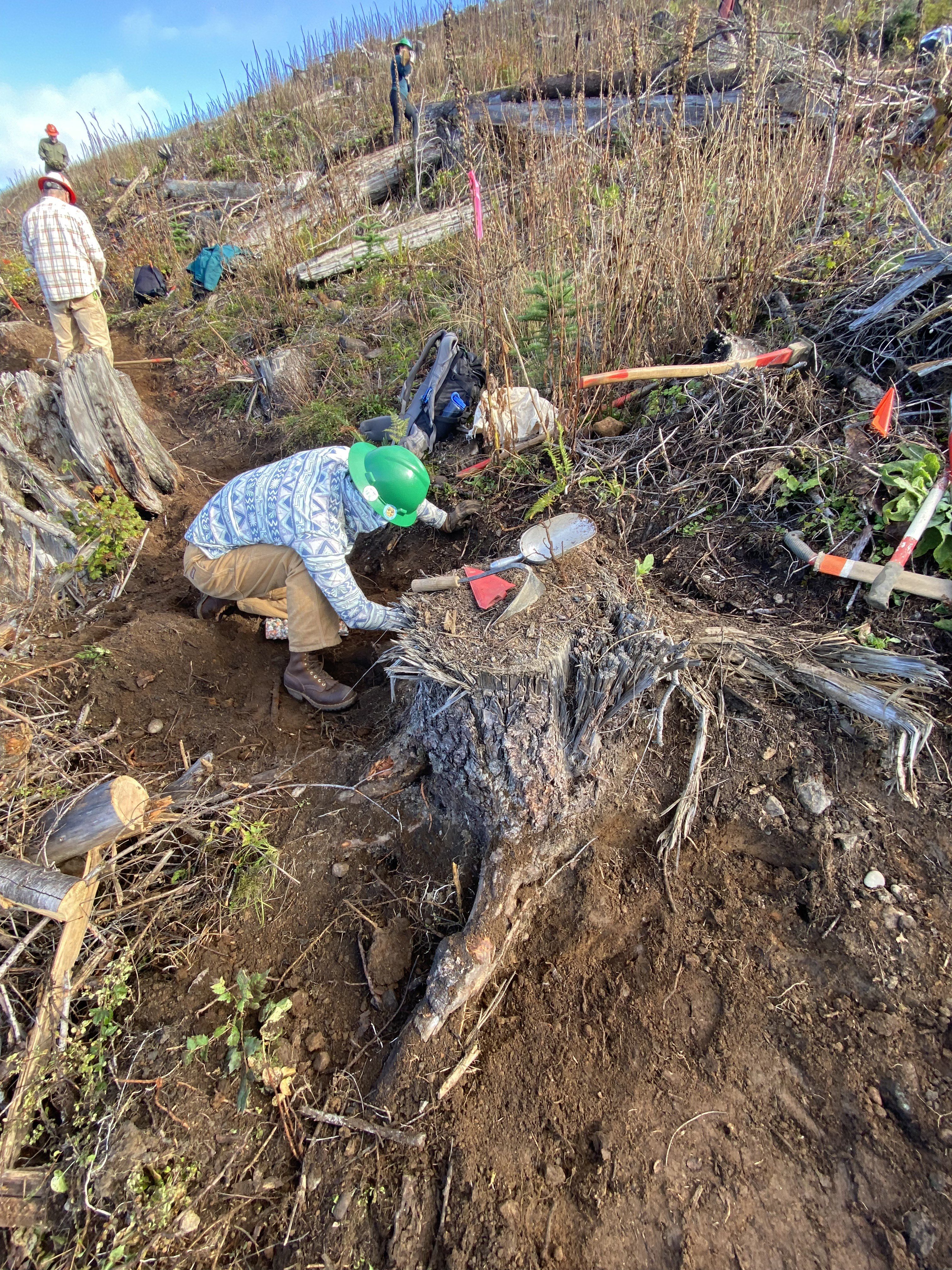 A WTA volunteer assesses a tricky stump.