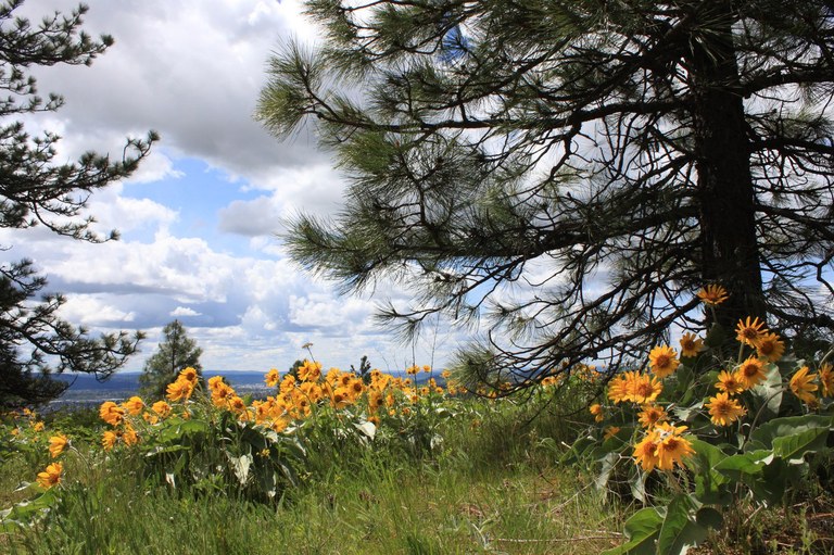 Balsamroot flowers blooming along the Antoine Peak trail.