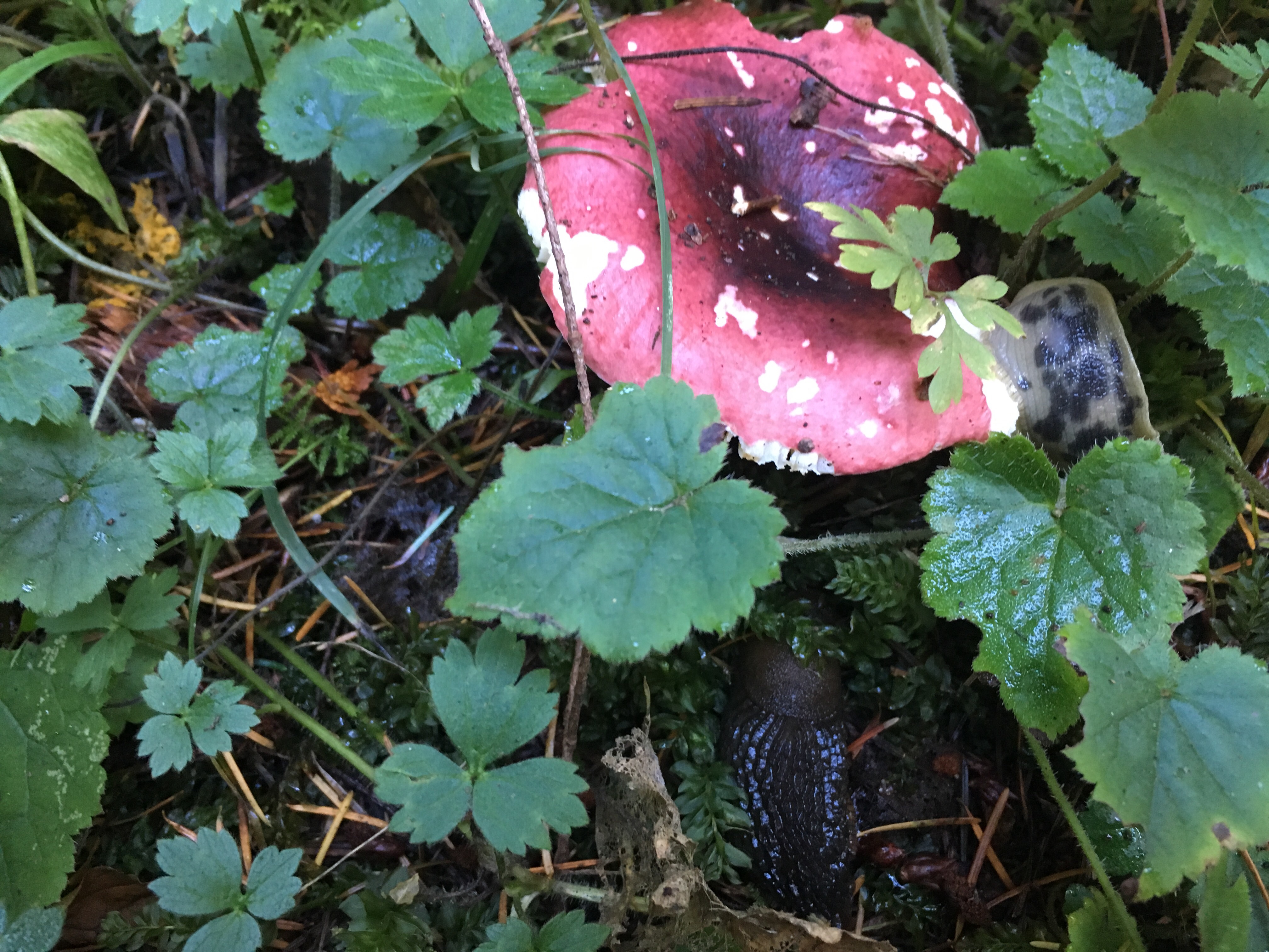 Banana Slugs on Mushroom on Bullitt Fireplace Trail Photo by clopez.JPG