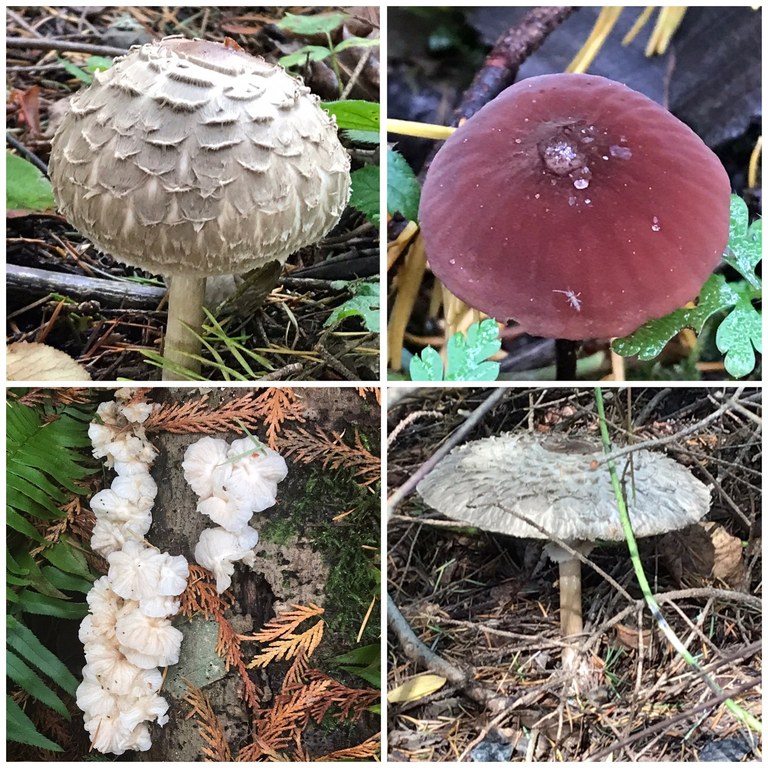 A photo collage of mushrooms.