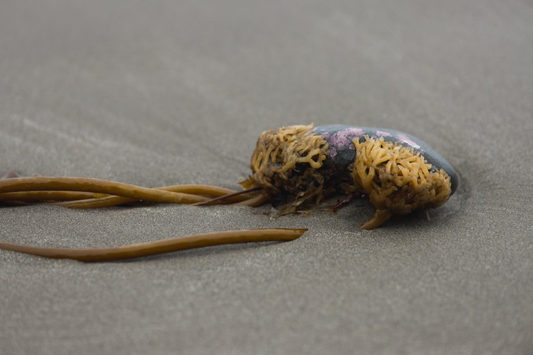 beach rock by Erika HG beach rock by Erika HG