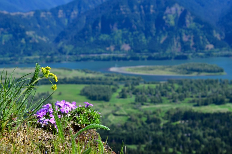 Close-up of wildflowers at Beacon Rock State Park. Photo by Seth Halleran.