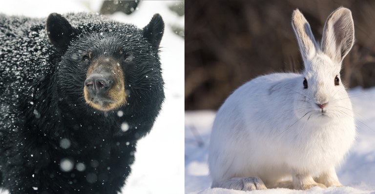 bear_hare.jpg bear_hare.jpg