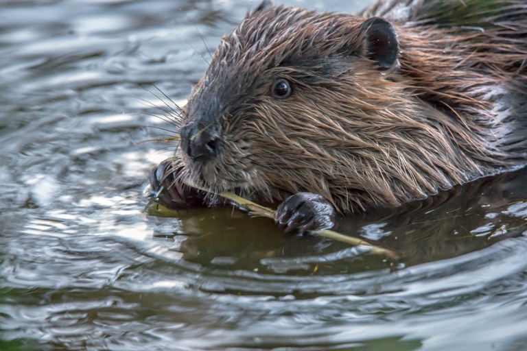 A beaver sits in the water while using their front feed to hold a stick and chew on it.