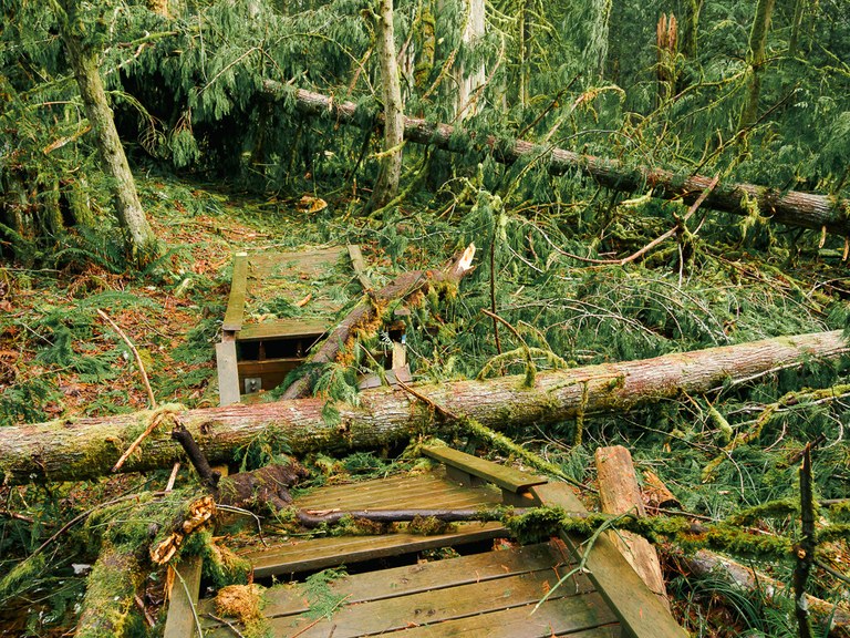 Fallen trees and storm damage on the trail and a boardwalk at the Beaver Lake Preserve. Photo by trip reporter polarapfel.