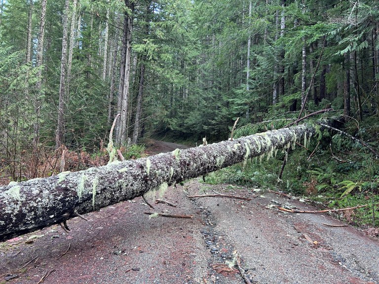 A fallen tree on the road to the Beckler Peak trailhead. Photo by trip reporter ellen83.