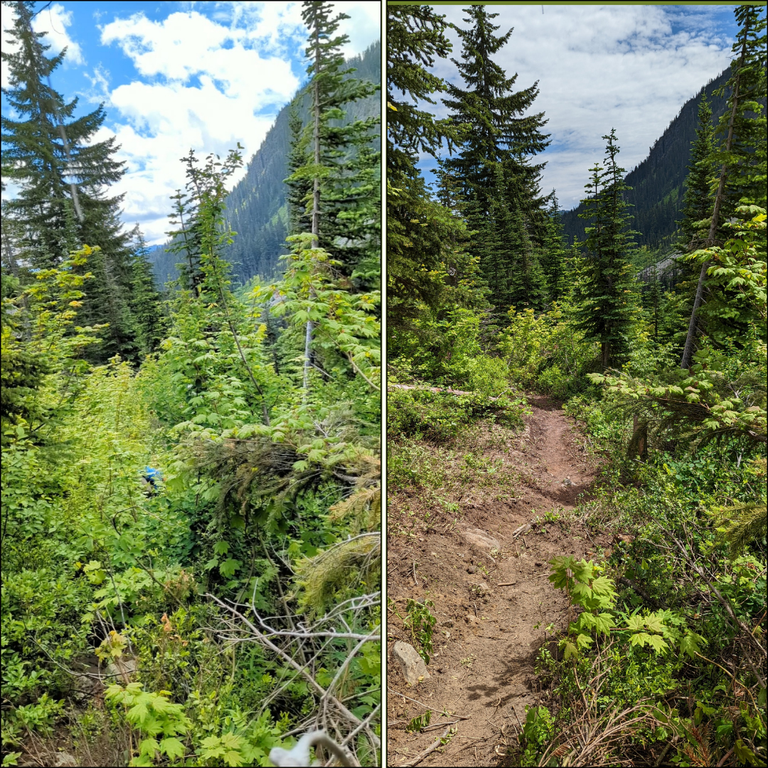 A side-by-side of a section of trail before and after work. The left is brushy and the trail is not visible underneath the leaved. On the right, a wide dirt path is visible between the brush.